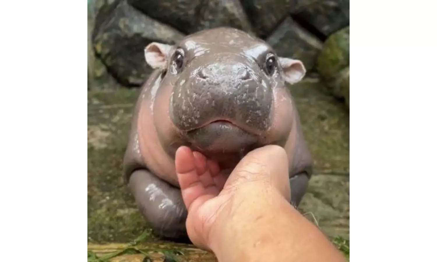 Everything you need to know about Moodeng Meme Coin Business