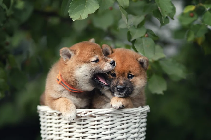What Is Baby Doge Coin (BABYDOGE)?