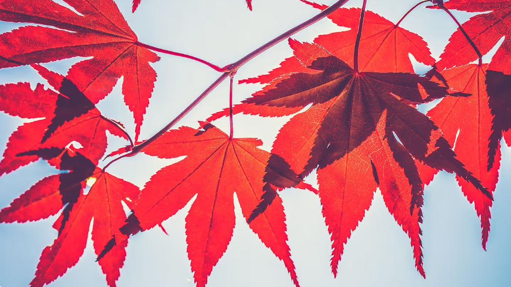 Maple Finance's SYRUP Bucks Bearish Crypto Slump With 23% Upside Move