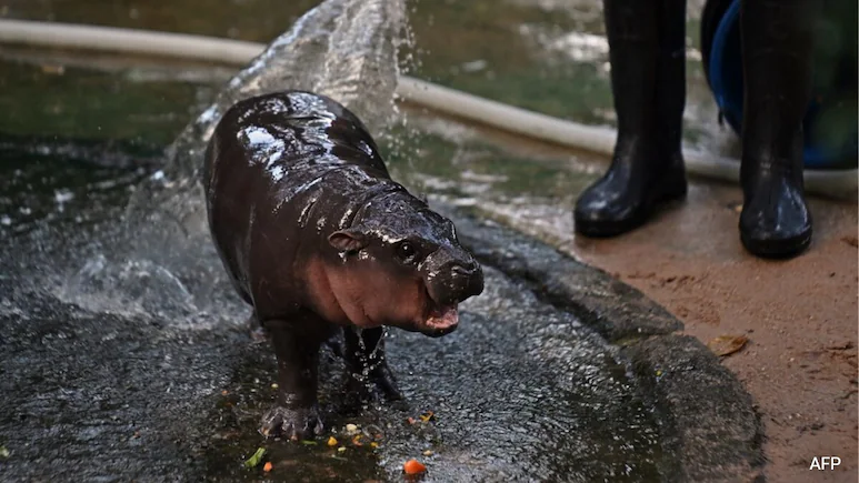 Explained: What Is Moodeng Meme Coin And Why It Is In News