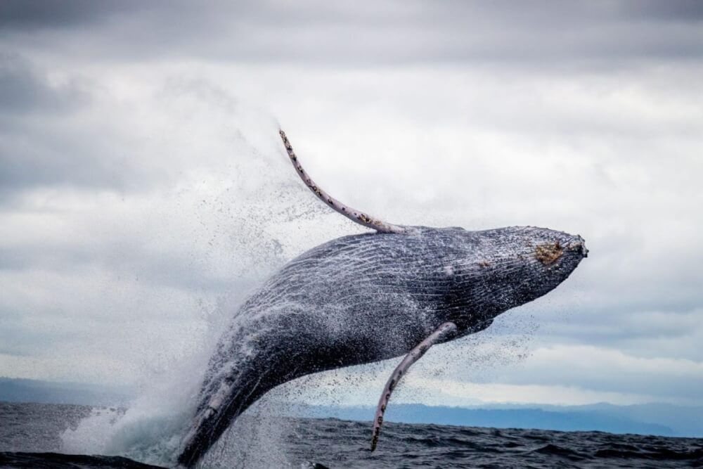 Whales Flip Long on Bitcoin - Here Are the 2 Most Important Levels