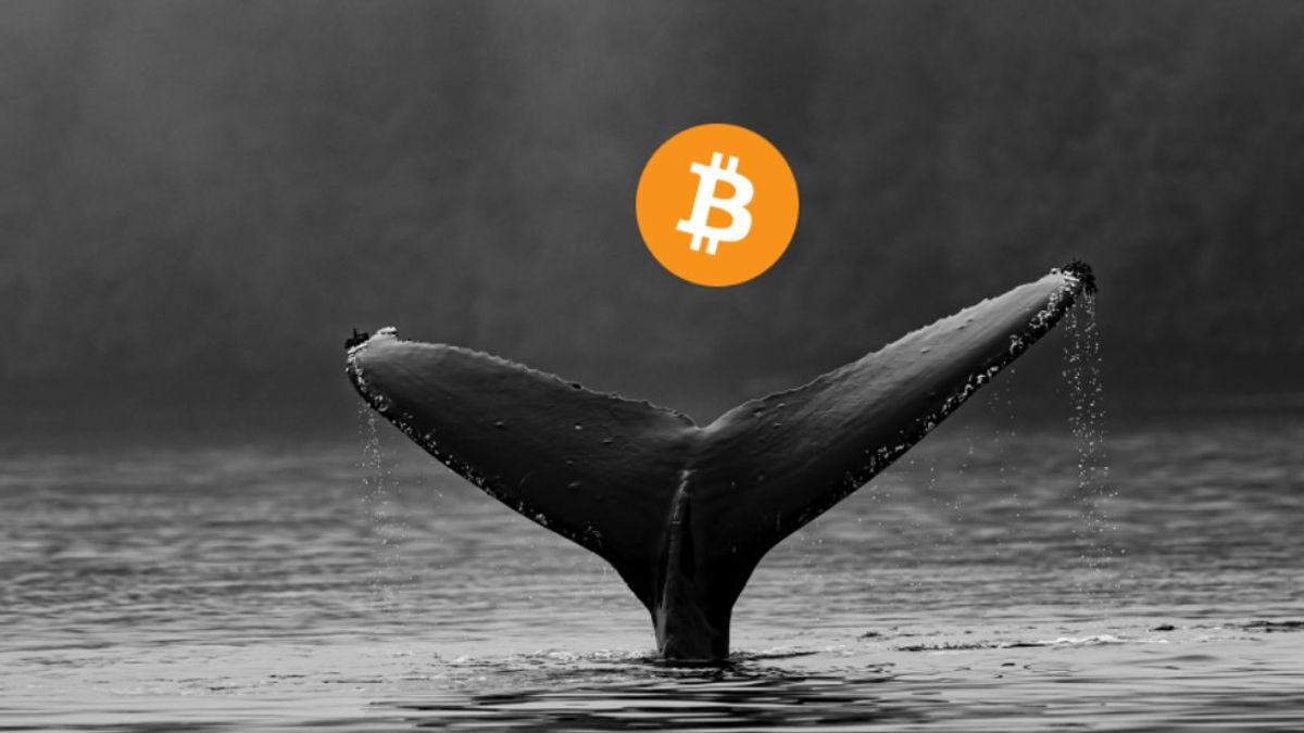 Bitcoin Enters Quiet Phase as Whales Take Control
