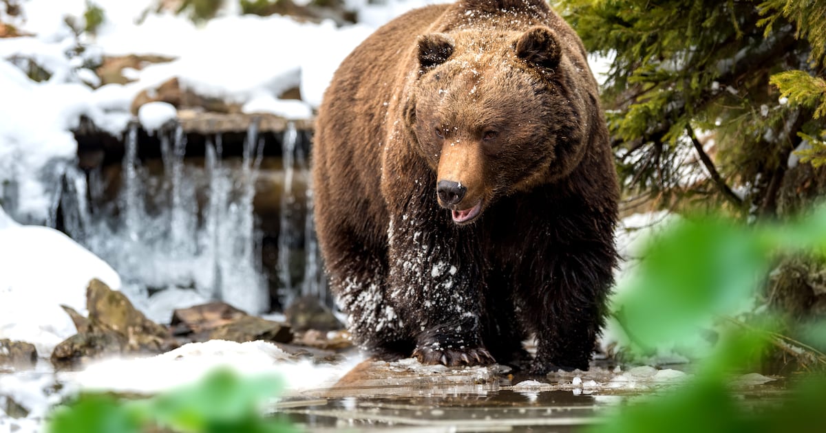 Analysts divided on Bitcoin bear market calls as prices inch up from ,000